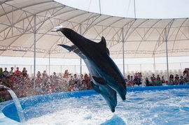 Дельфинарий «Немо»