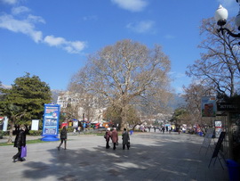 Платан на ялтинской Набережной