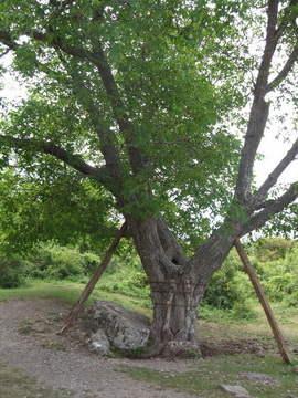 Дерево Никулина