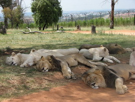 Сафари парк «Тайган»