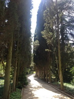 Экскурсия в Никитский ботанический сад из Ялты