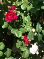 Экскурсия в Никитский ботанический сад из Ялты