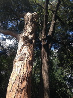 Экскурсия в Никитский ботанический сад из Ялты