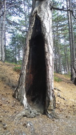 Боткинская тропа здоровья и Ай-Петри