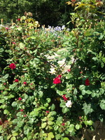 Фотографии Никитского Ботанического сада